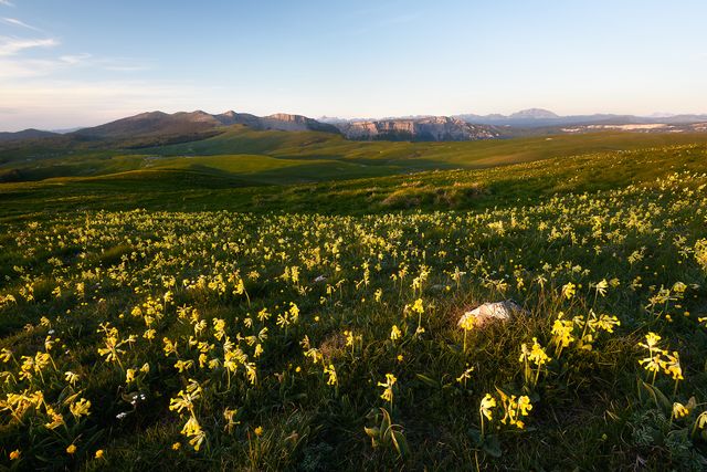 Plateau d'Ambel en fleur